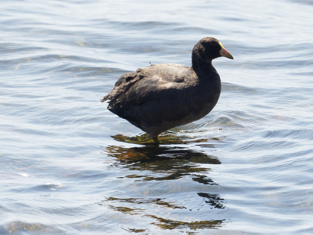 White-winged Coot - Michael Tromp