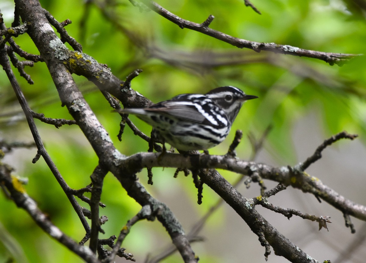 Black-and-white Warbler - ML619052232