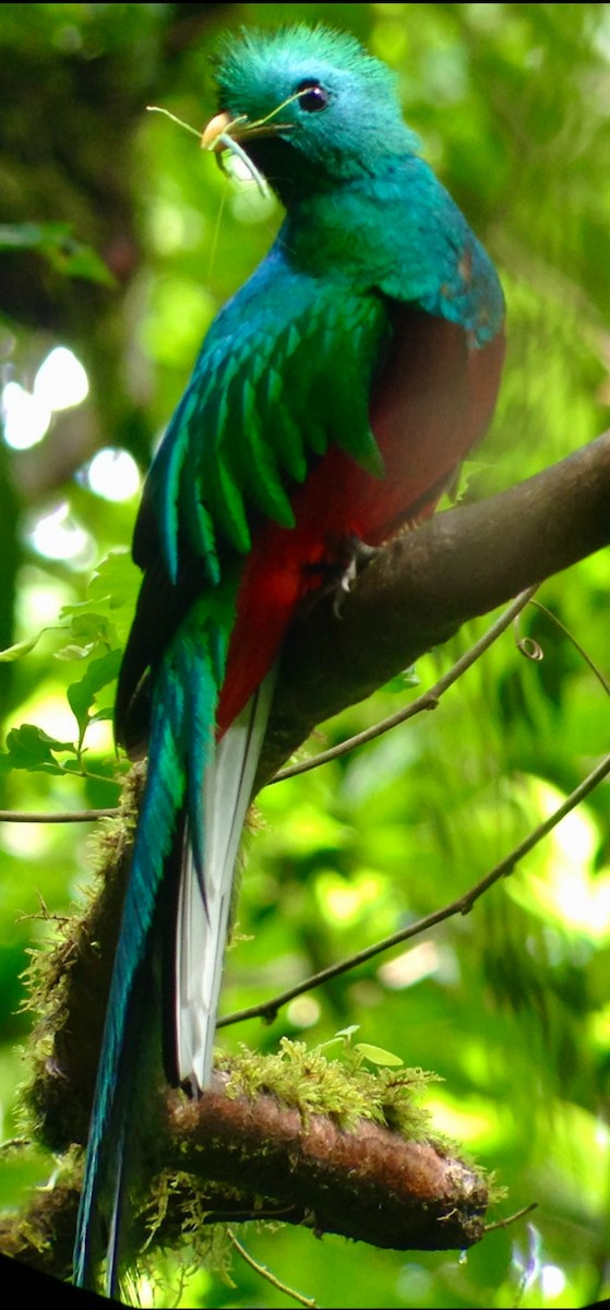 Quetzal resplendissant - ML619052242