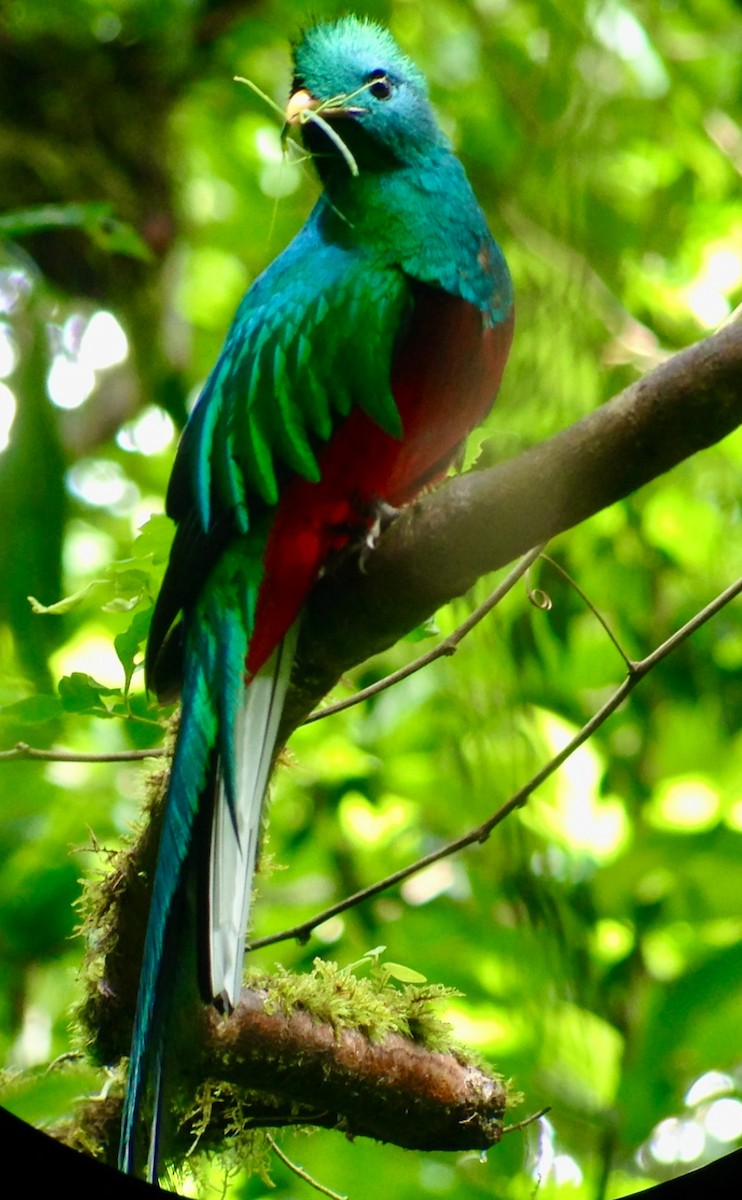Quetzal resplendissant - ML619052243