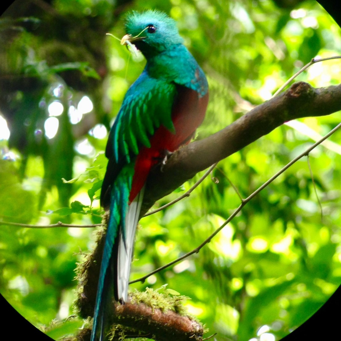 Quetzal resplendissant - ML619052244