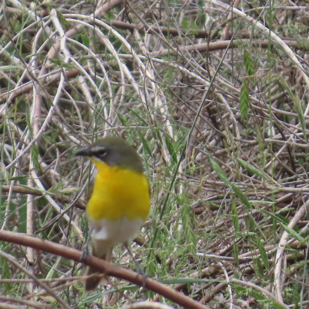 Yellow-breasted Chat - ML619052285