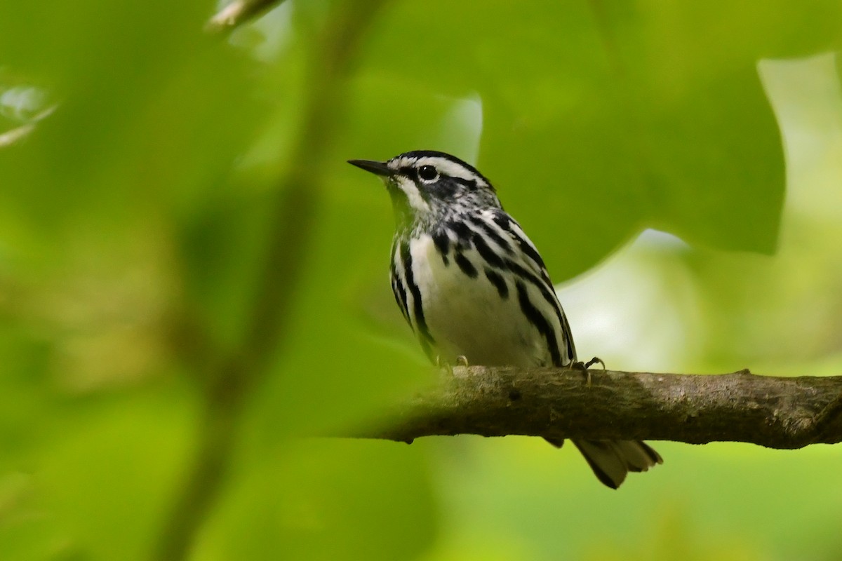 Black-and-white Warbler - ML619052333