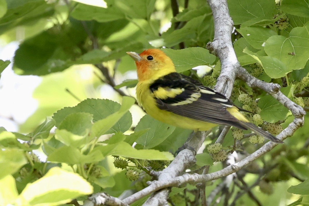 Western Tanager - ML619052342