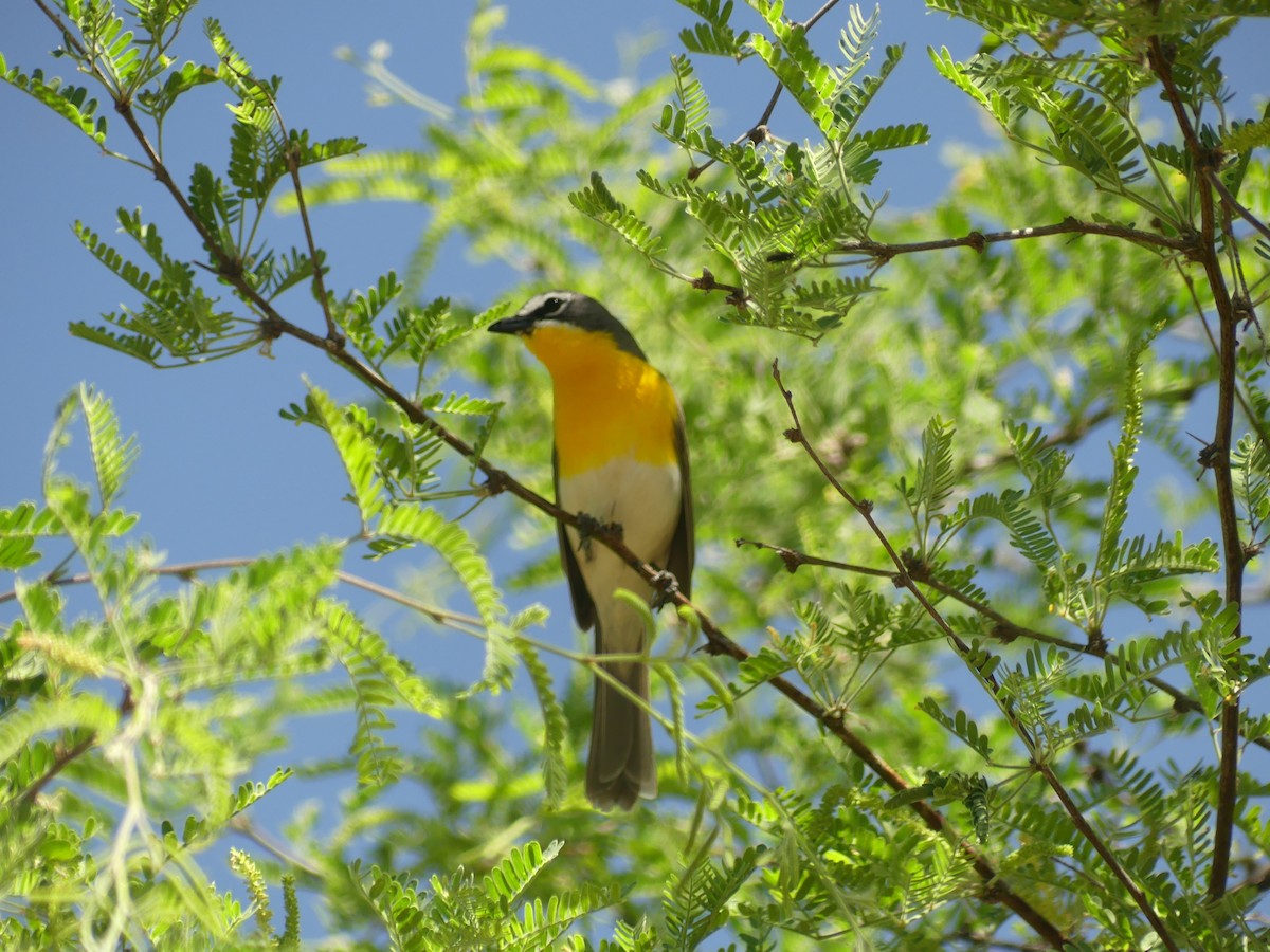 Yellow-breasted Chat - ML619052399