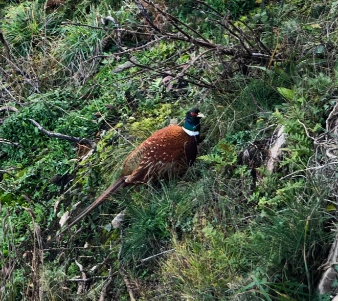 Ring-necked Pheasant - ML619052534