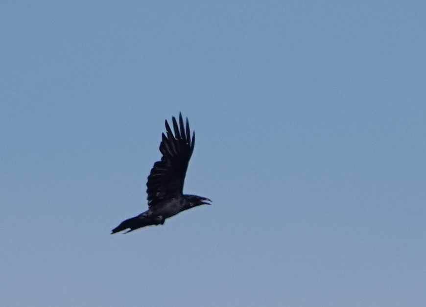 Common Raven - ML619052543