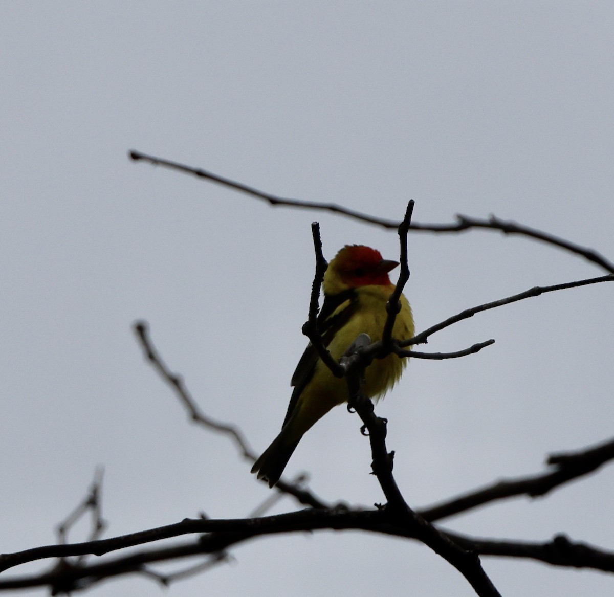 Western Tanager - ML619052578