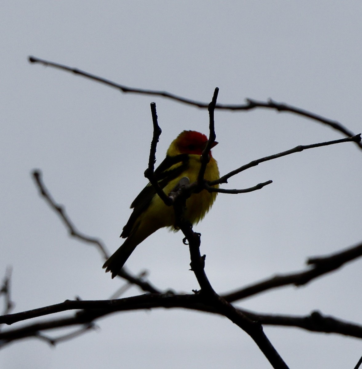 Western Tanager - ML619052579