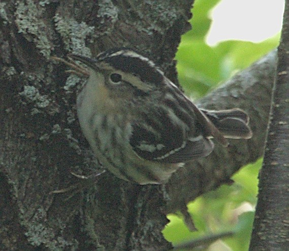 Black-and-white Warbler - ML619052652
