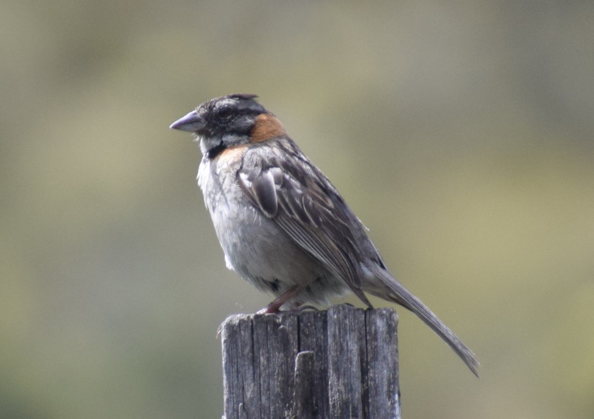Rufous-collared Sparrow - ML619052660