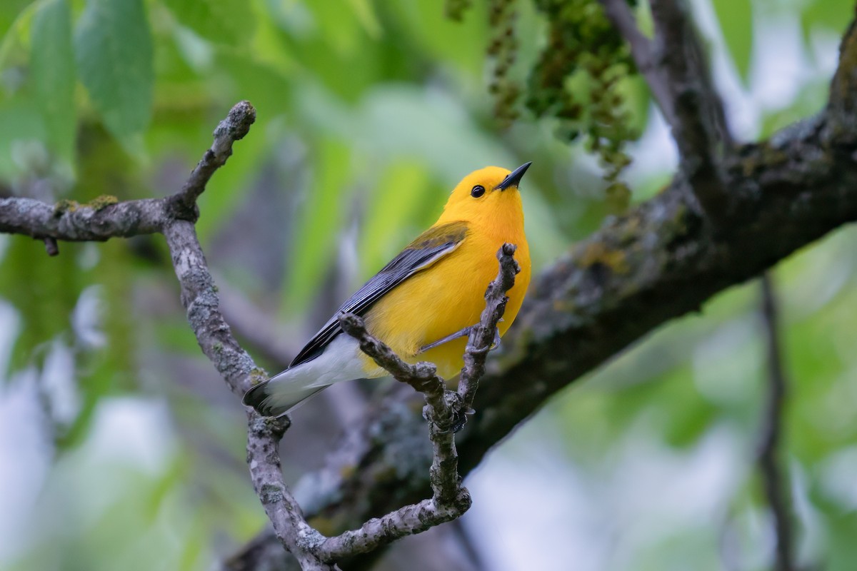 Prothonotary Warbler - ML619052679