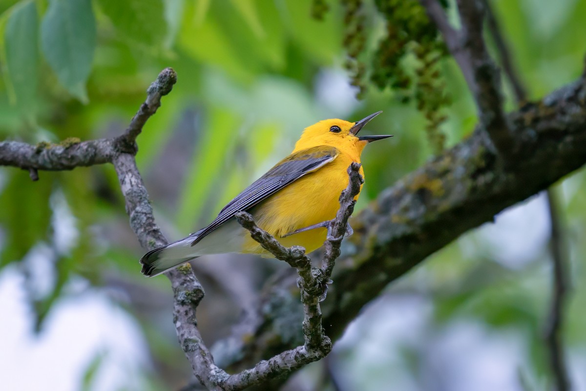 Prothonotary Warbler - ML619052684