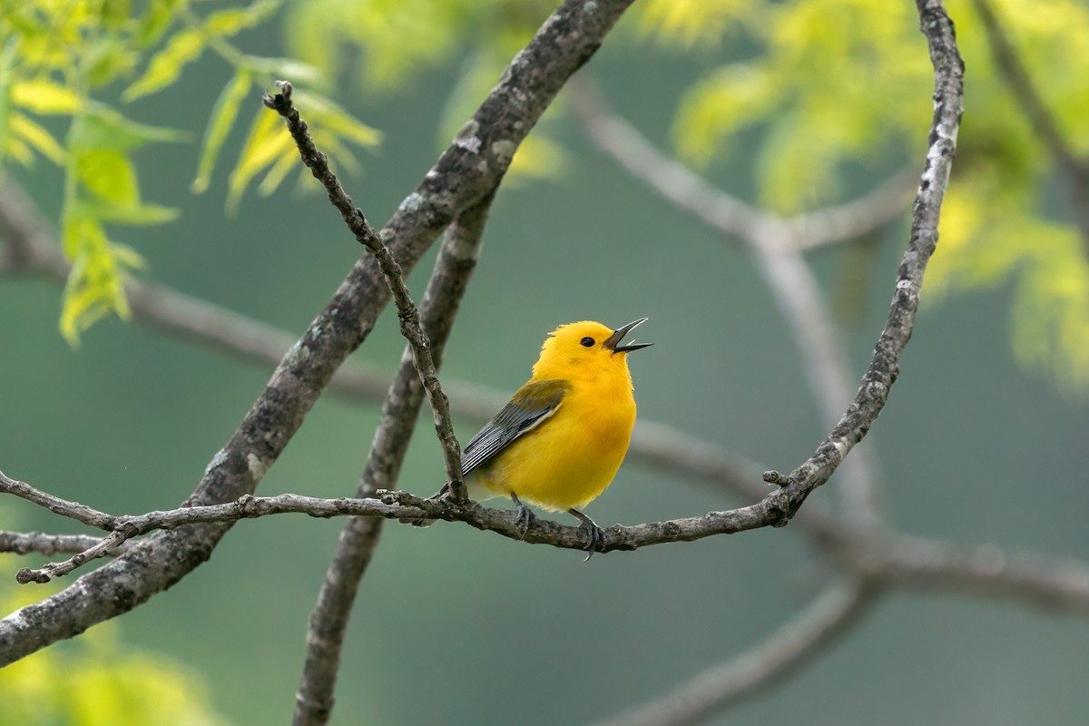 Prothonotary Warbler - ML619052691