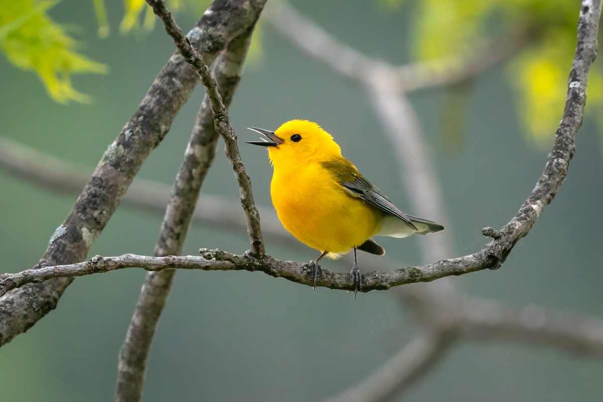 Prothonotary Warbler - ML619052698