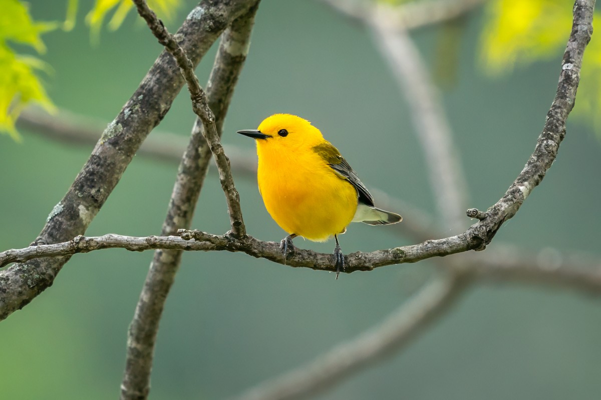 Prothonotary Warbler - ML619052700