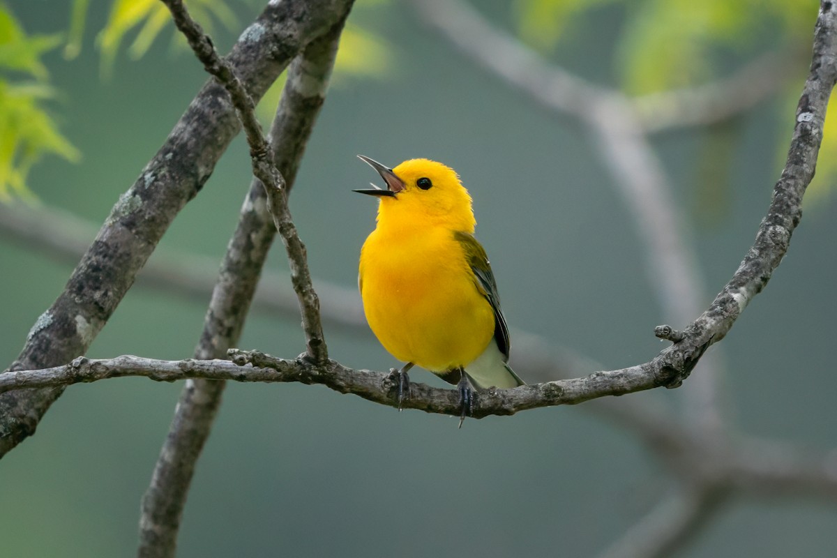 Prothonotary Warbler - ML619052703