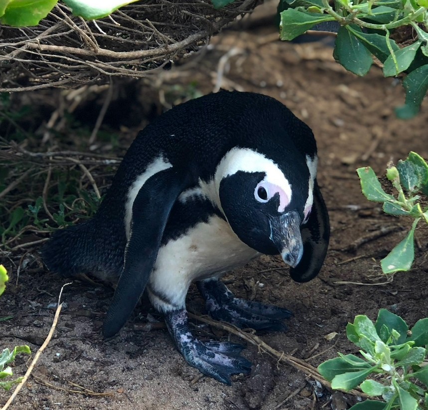 פינגווין אפריקני - ML619052761