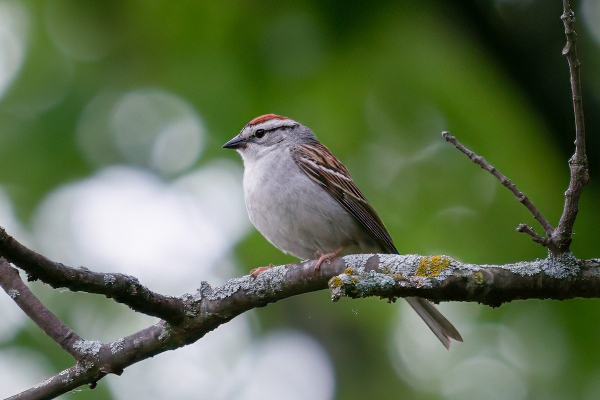 Chipping Sparrow - ML619052803