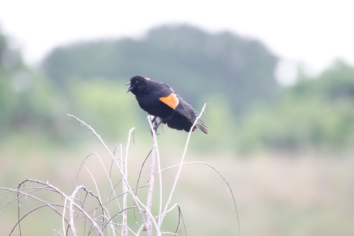 Red-winged Blackbird - Wally Taylor