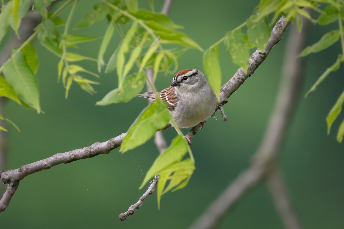 Chipping Sparrow - ML619052808