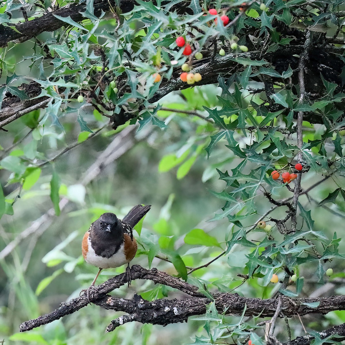 Spotted Towhee (arcticus) - ML619052845