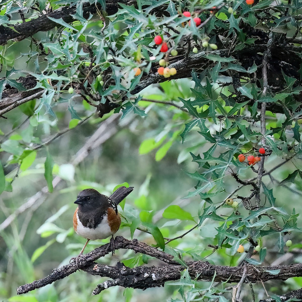 Spotted Towhee (arcticus) - ML619052846
