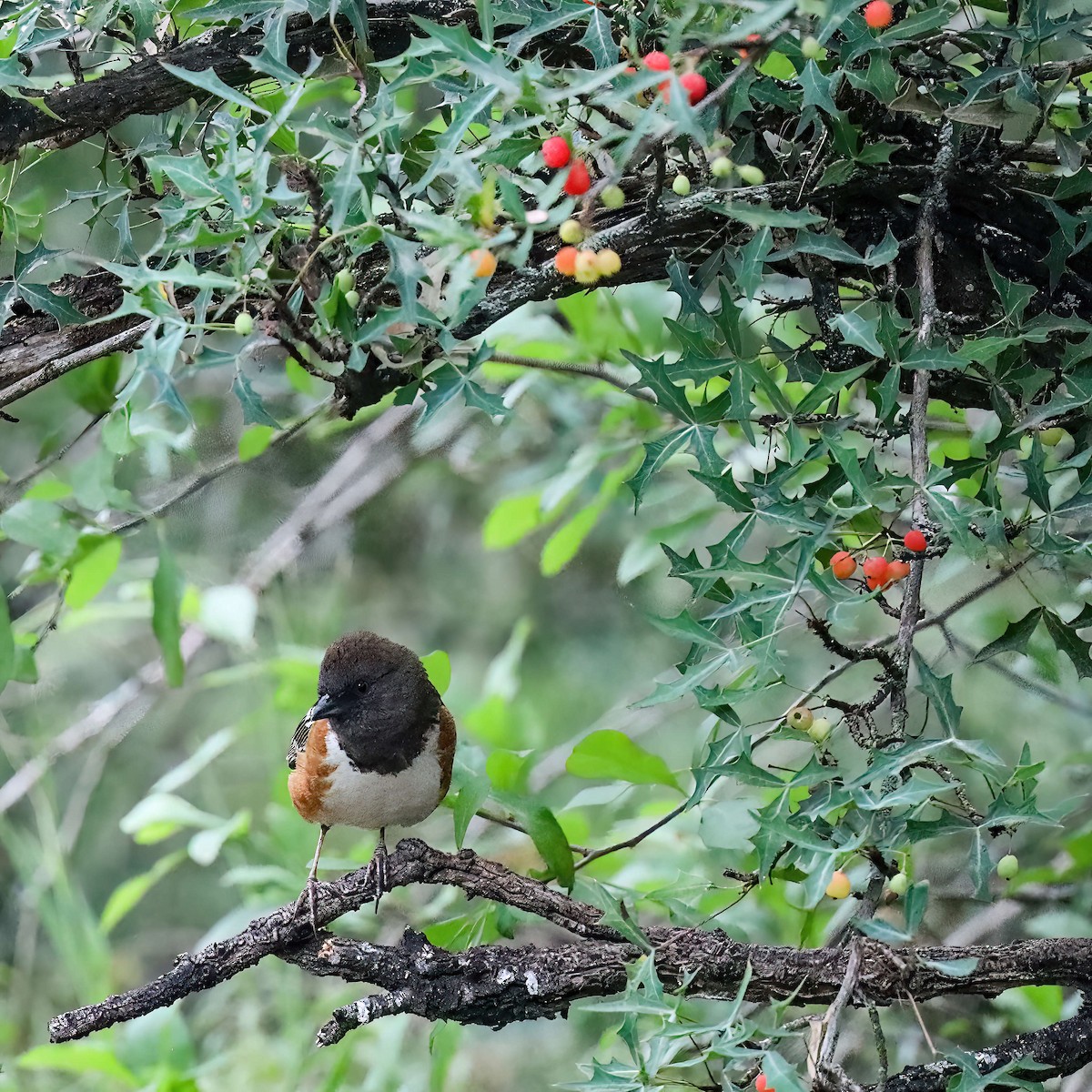 Spotted Towhee (arcticus) - ML619052848