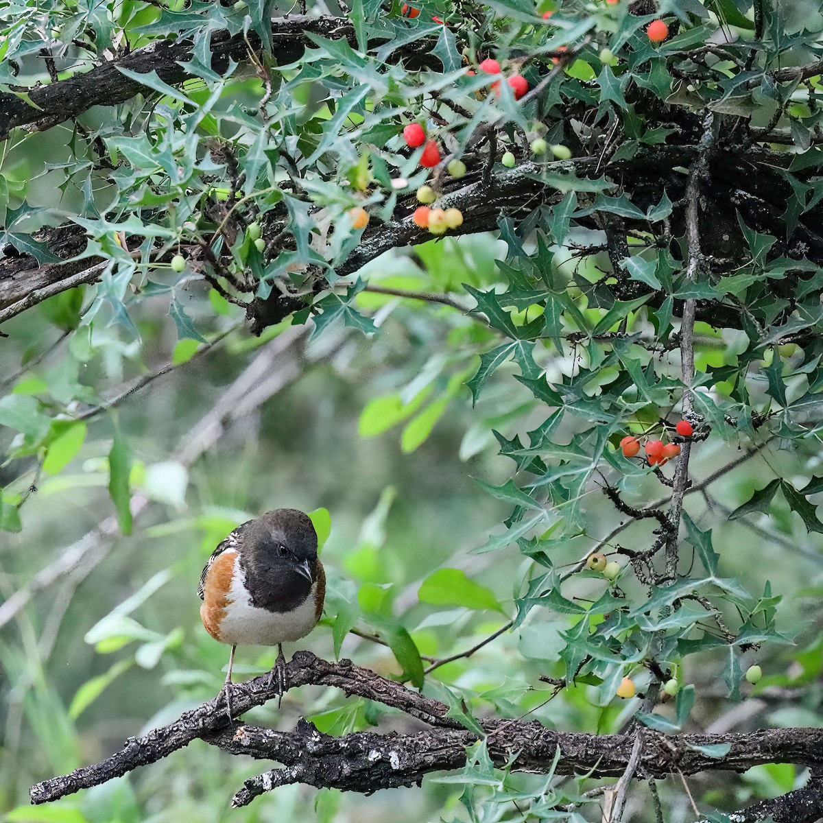 Spotted Towhee (arcticus) - ML619052849