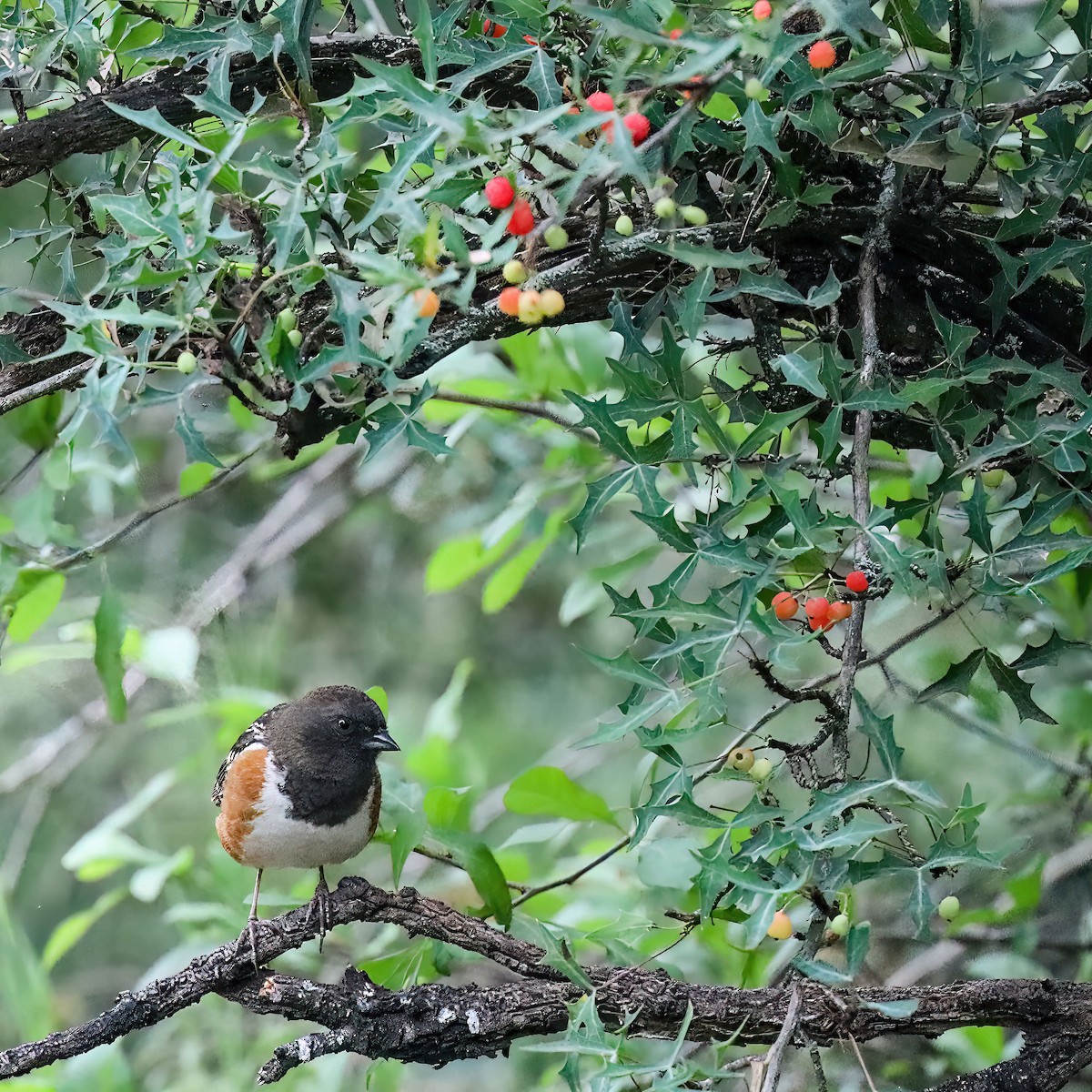 Spotted Towhee (arcticus) - ML619052850