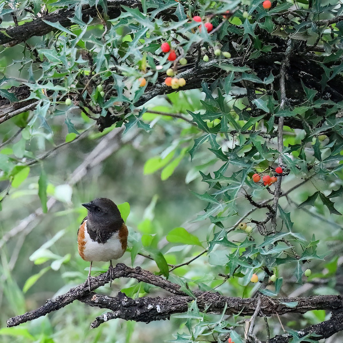 Spotted Towhee (arcticus) - ML619052852