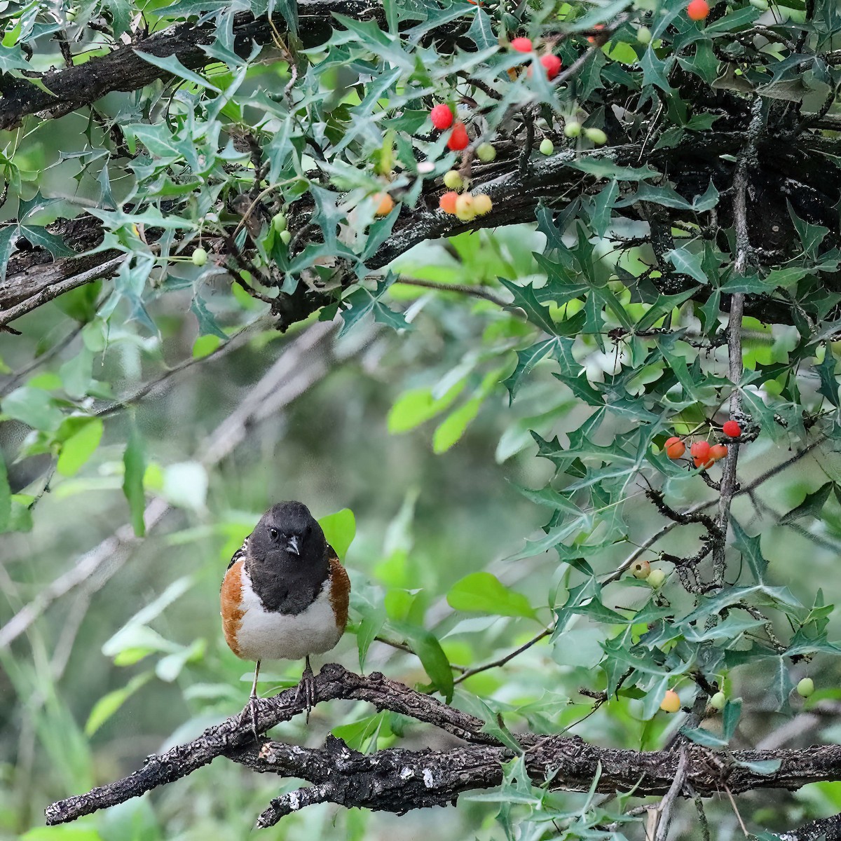 Spotted Towhee (arcticus) - ML619052853
