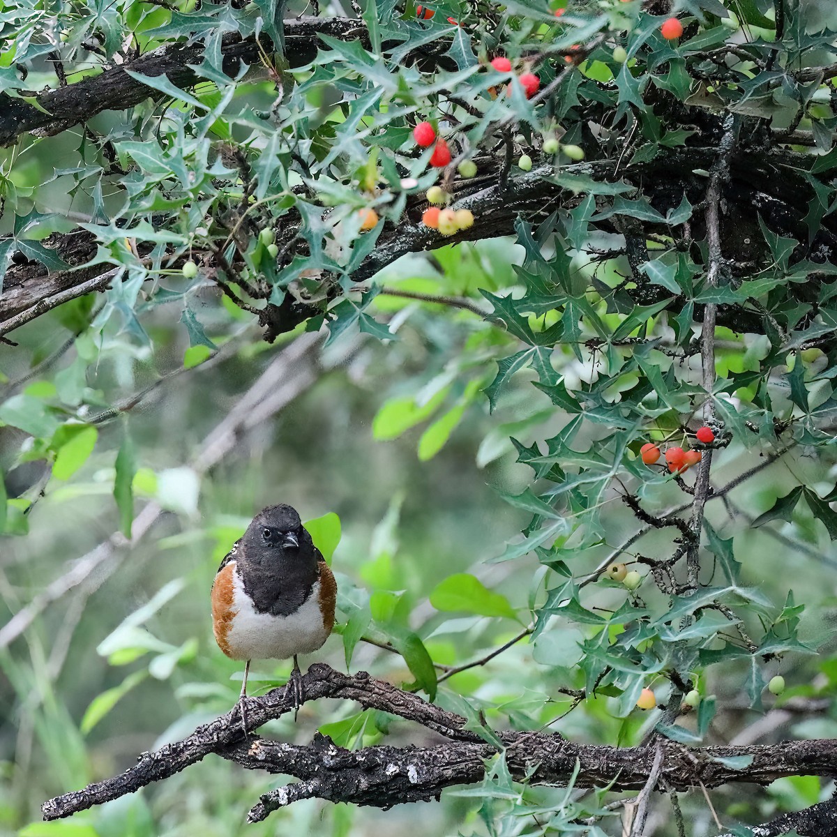 Spotted Towhee (arcticus) - ML619052854