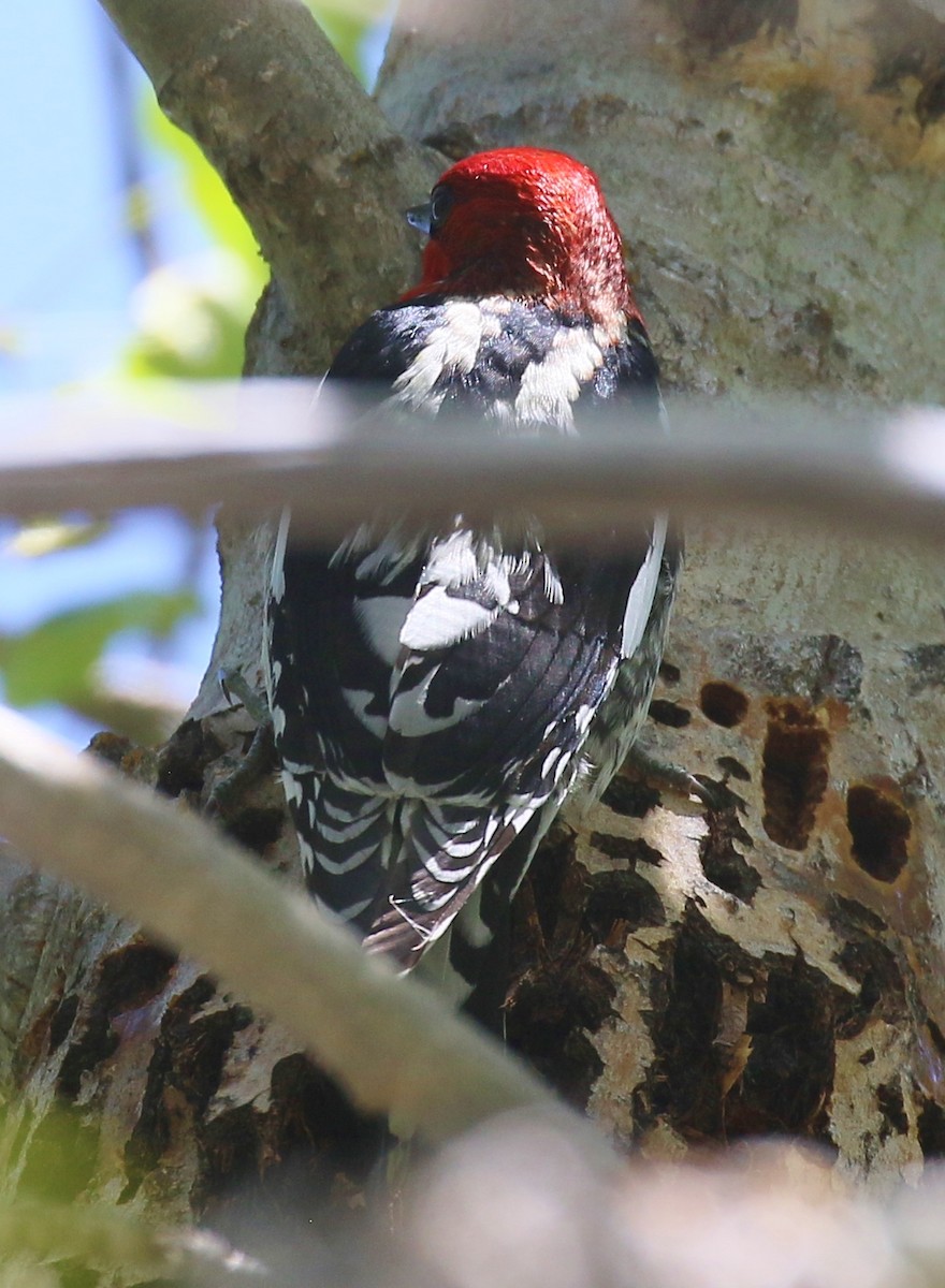 Red-breasted Sapsucker - ML619052874