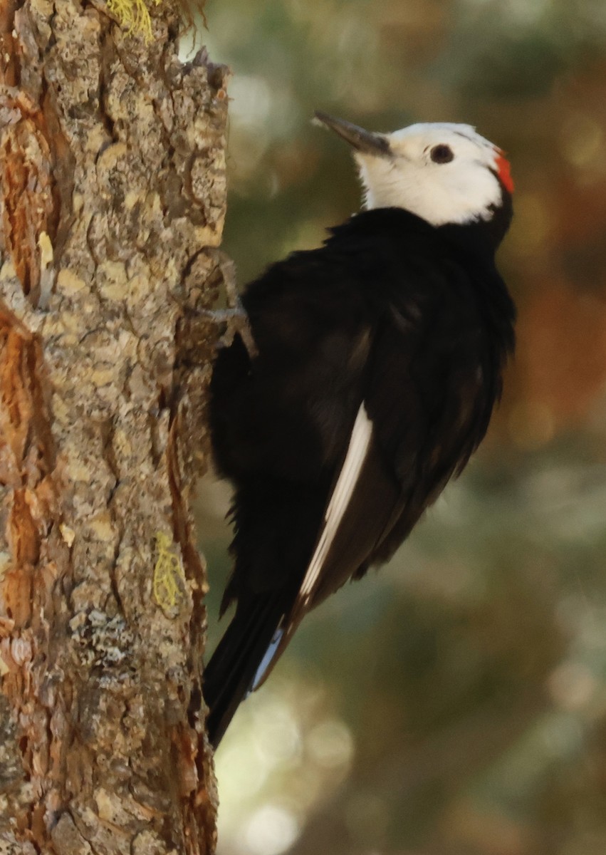White-headed Woodpecker - ML619052955
