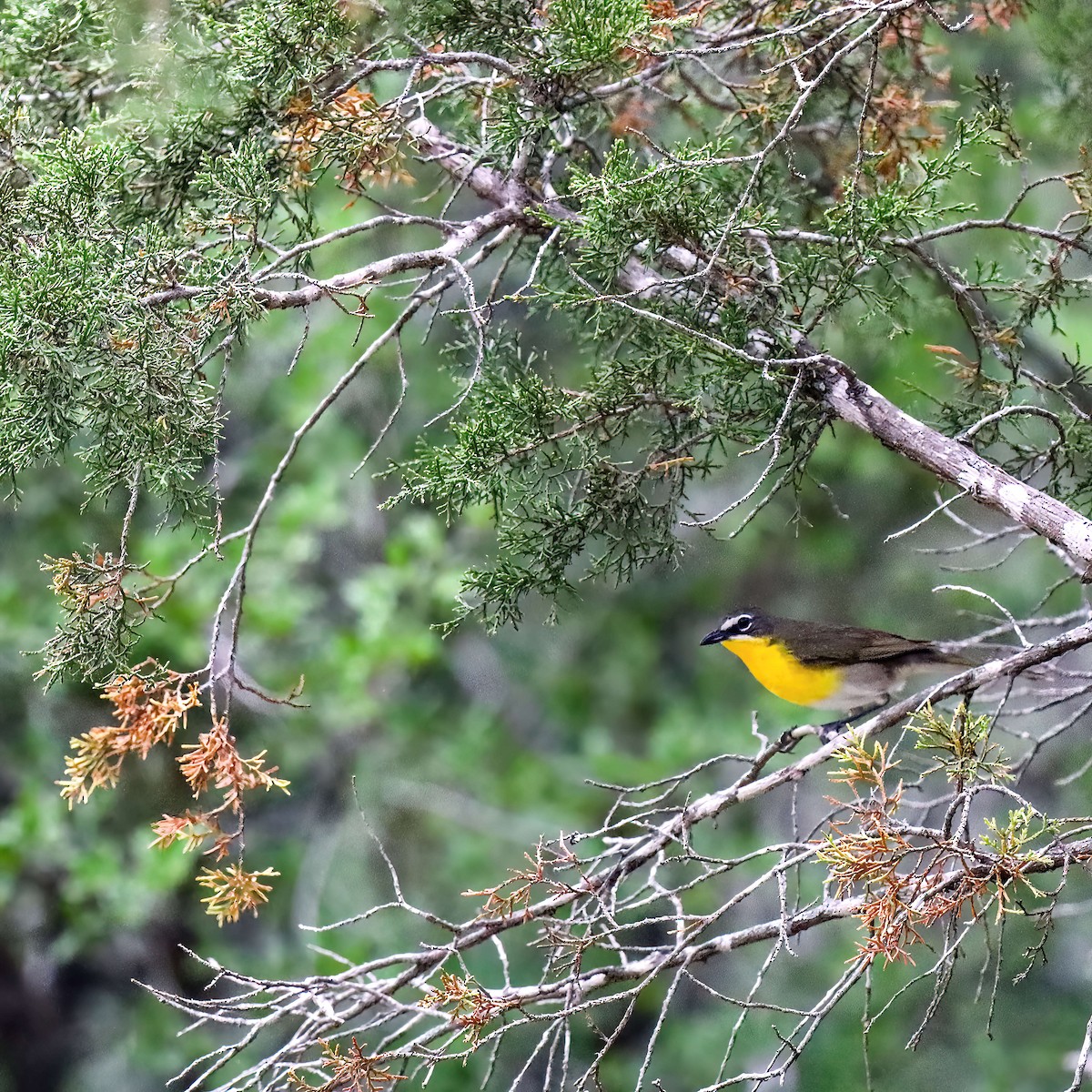 Yellow-breasted Chat - ML619052986
