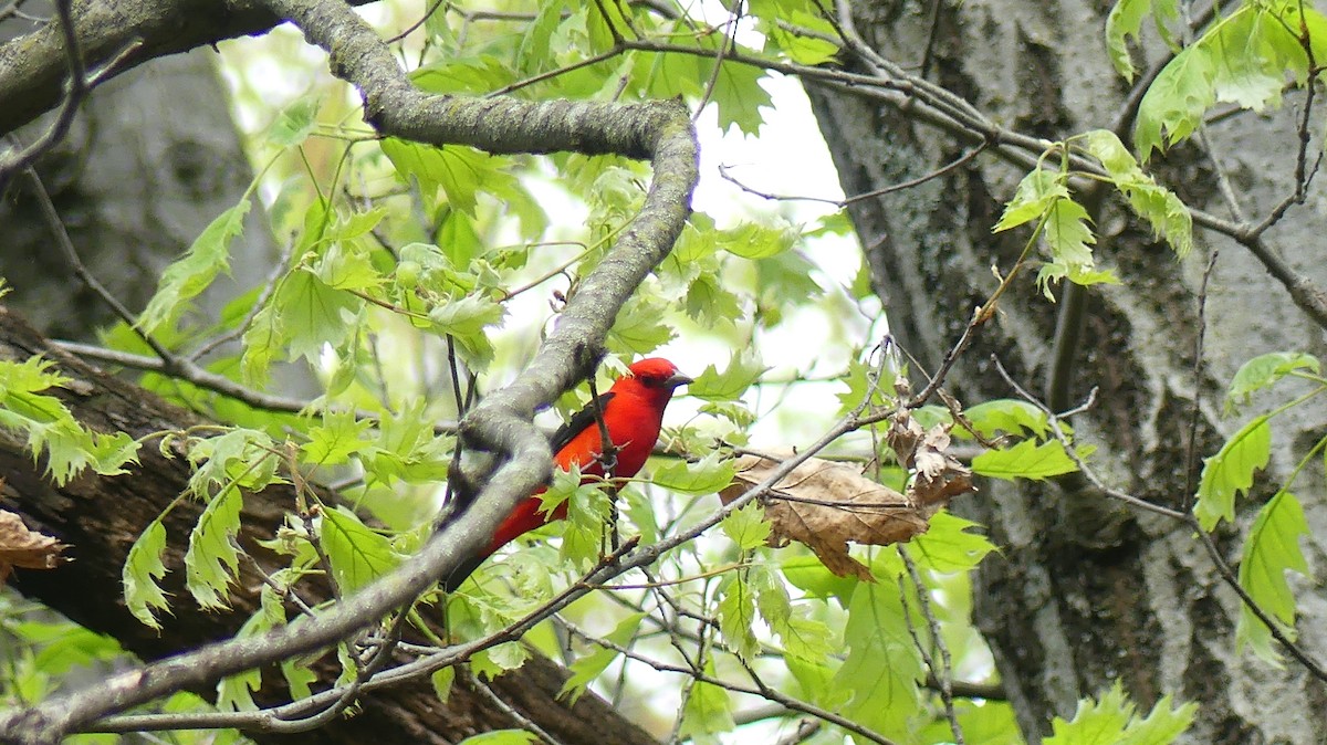 Scarlet Tanager - ML619053002