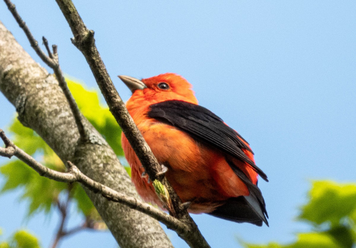 Scarlet Tanager - ML619053023