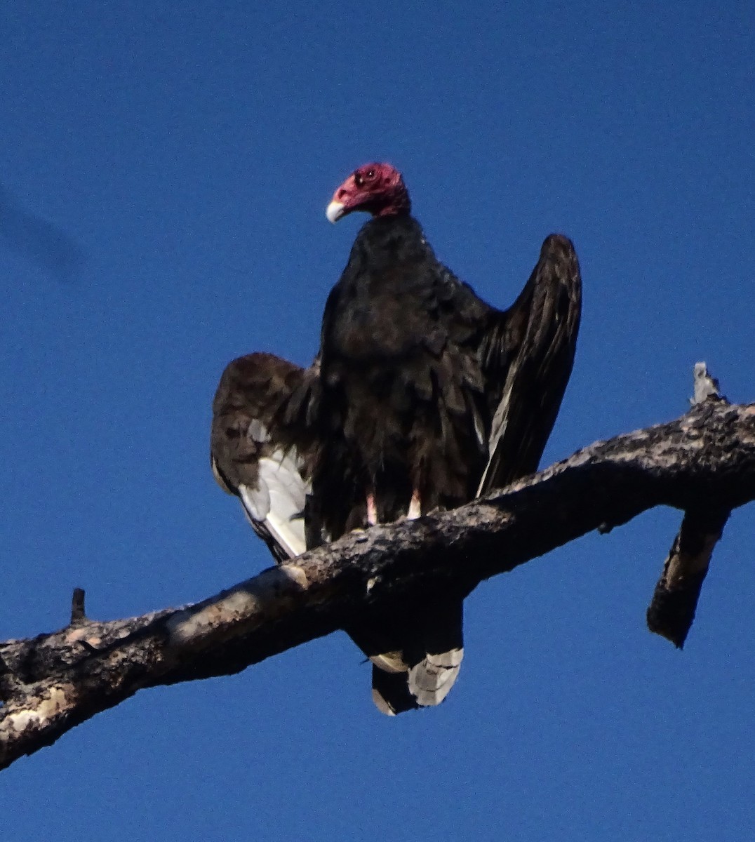 Turkey Vulture - ML619053053