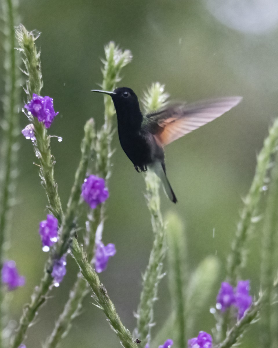 Black-bellied Hummingbird - ML619053058