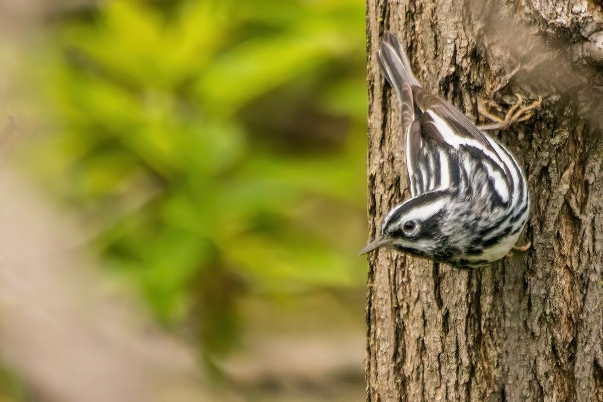 Black-and-white Warbler - ML619053083