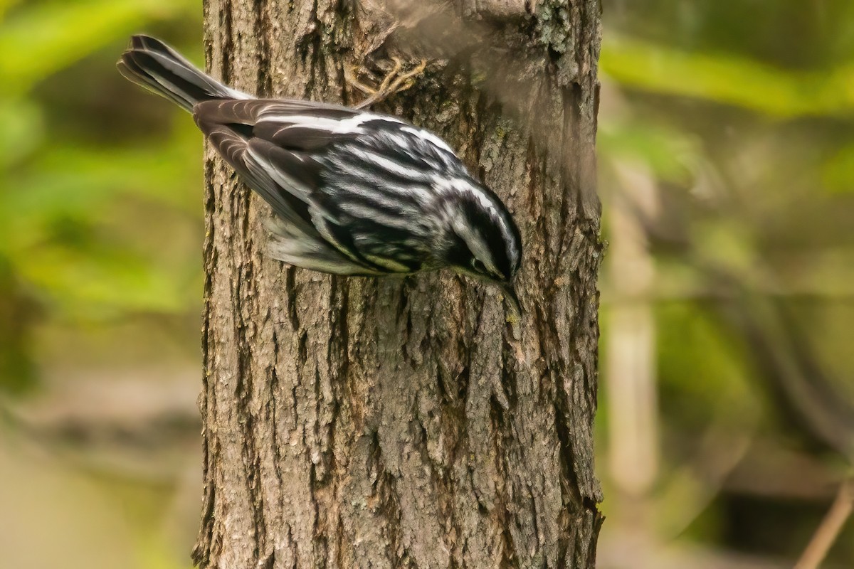 Black-and-white Warbler - ML619053084