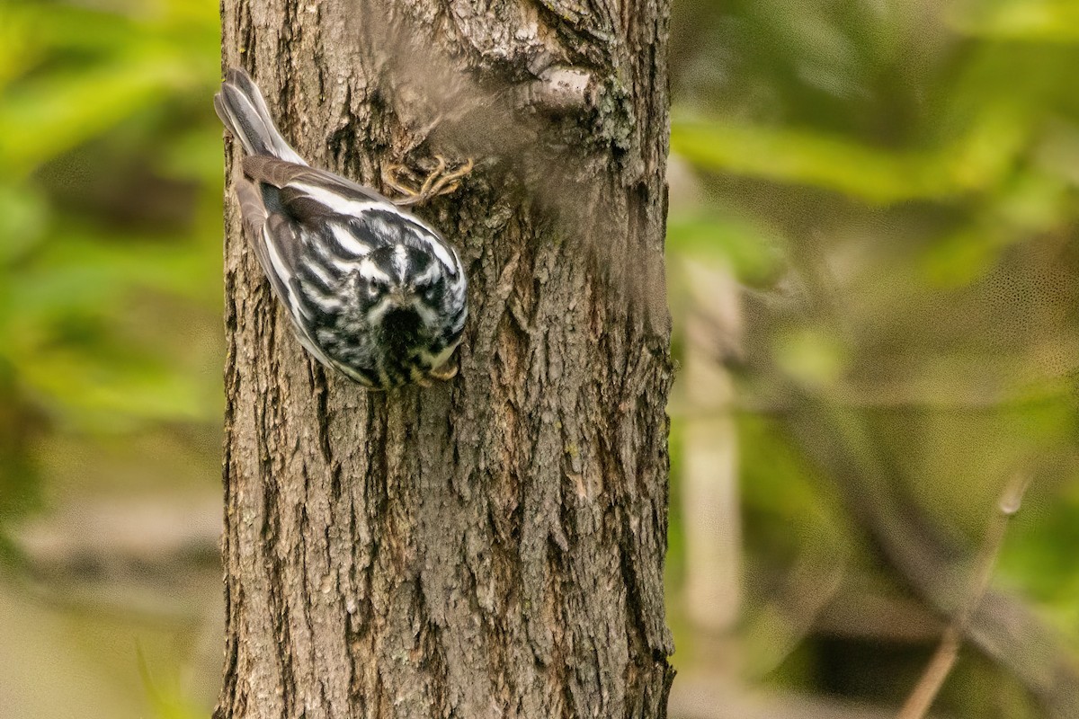 Black-and-white Warbler - ML619053086