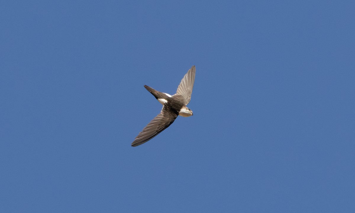 White-throated Swift - ML619053089