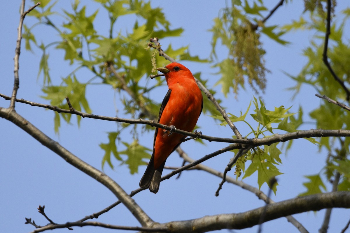 Scarlet Tanager - ML619053139