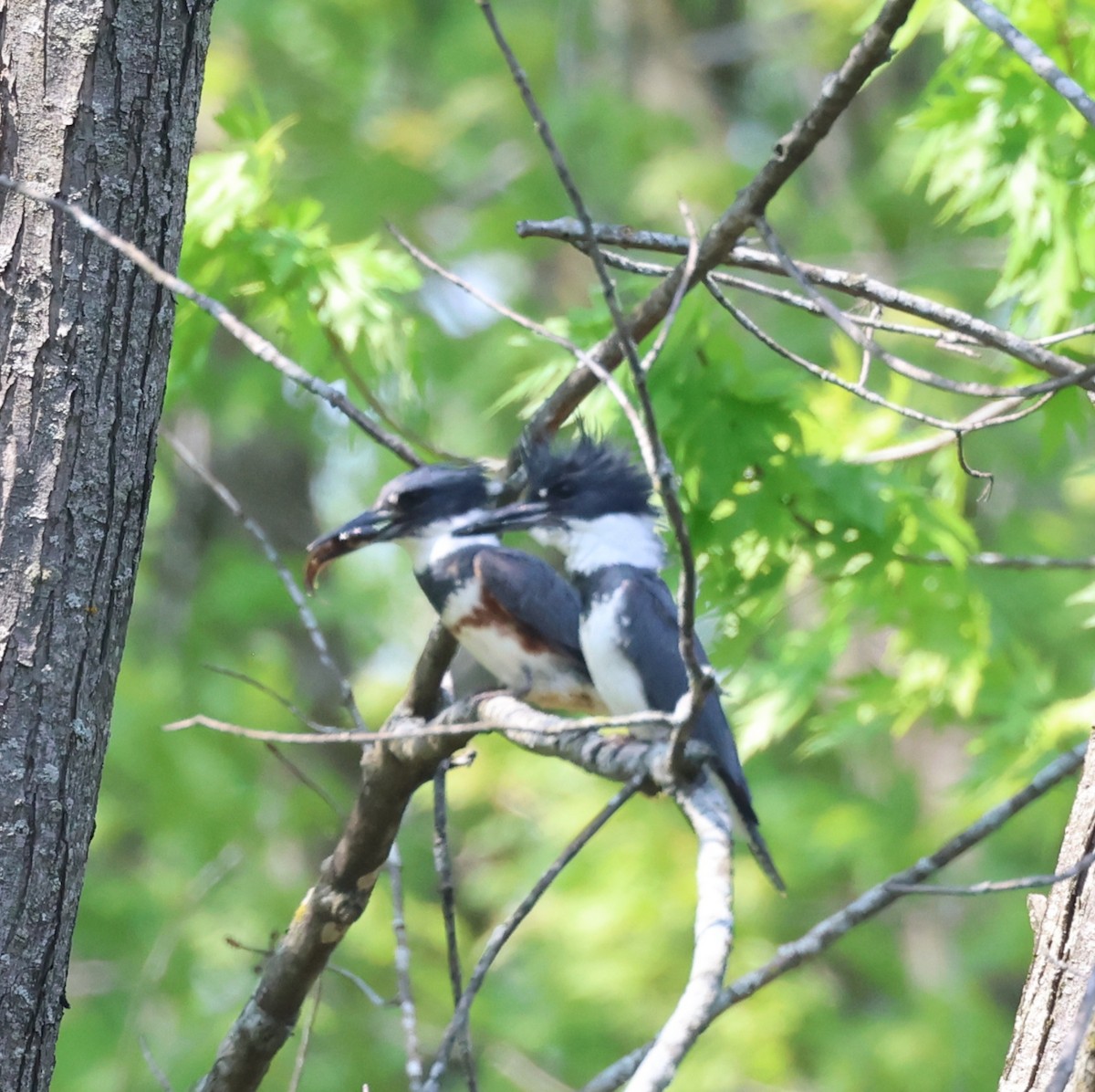 Belted Kingfisher - ML619053246