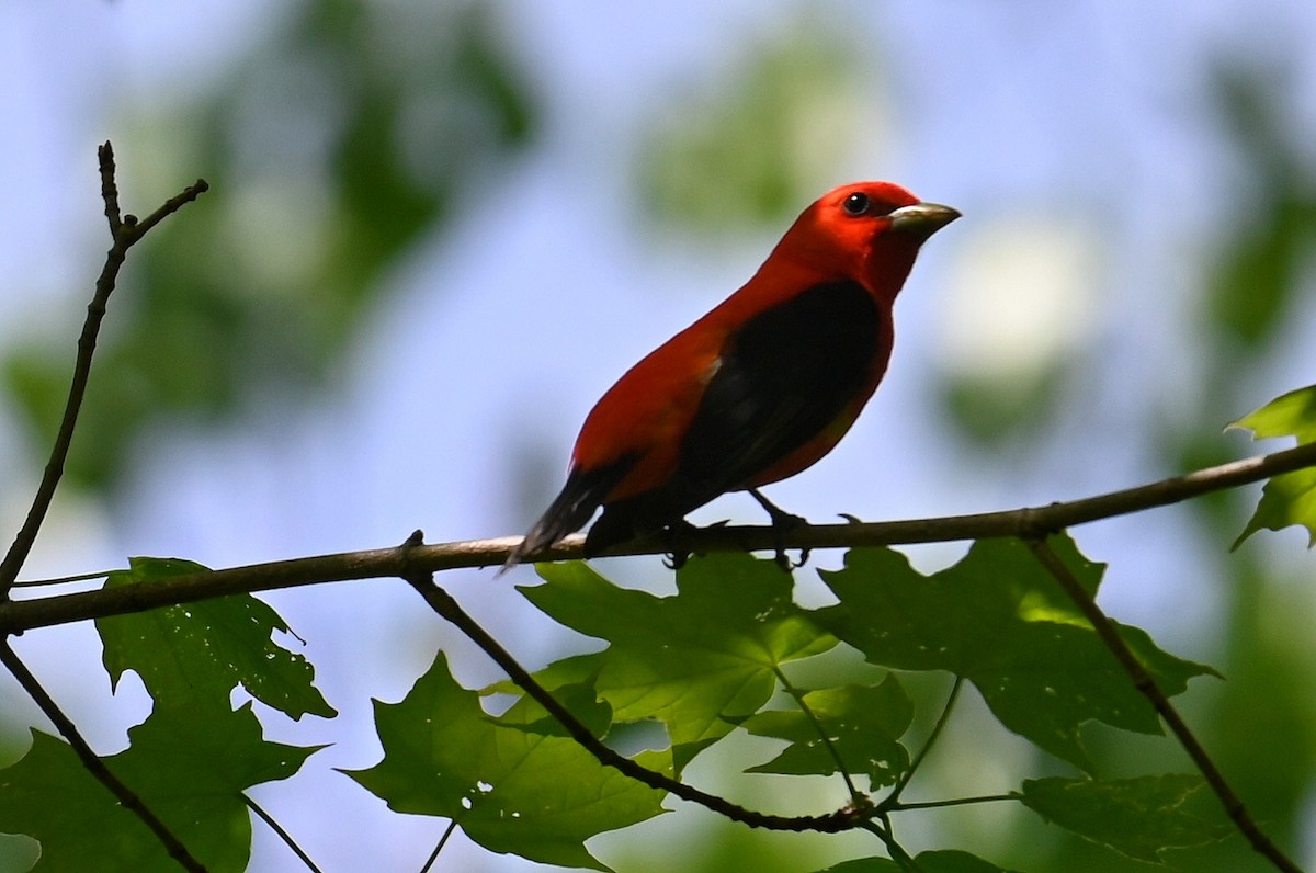 Scarlet Tanager - ML619053259