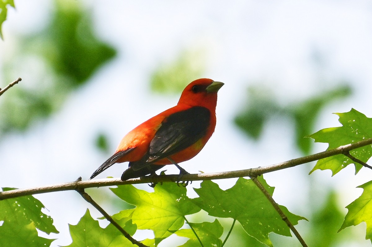 Scarlet Tanager - ML619053272