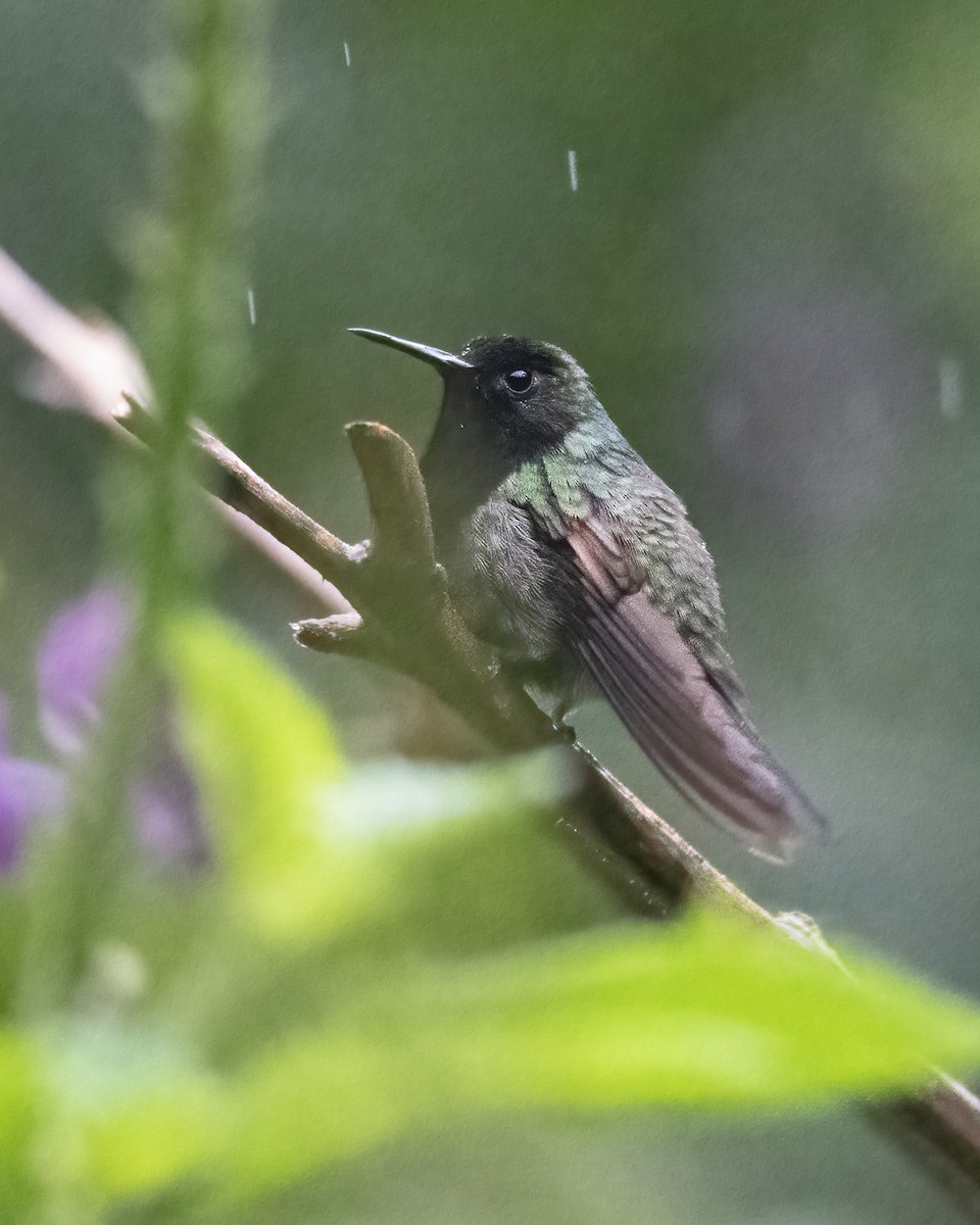 Black-bellied Hummingbird - ML619053277