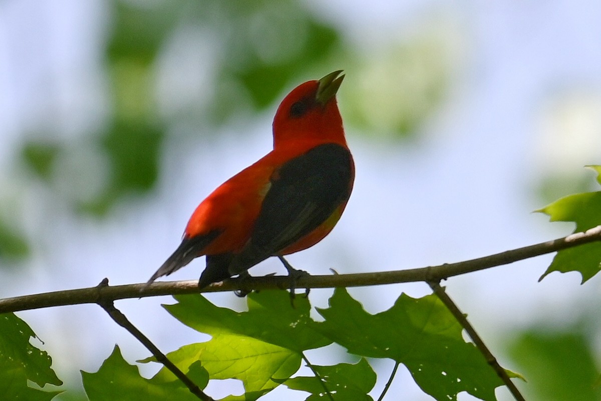 Scarlet Tanager - ML619053281